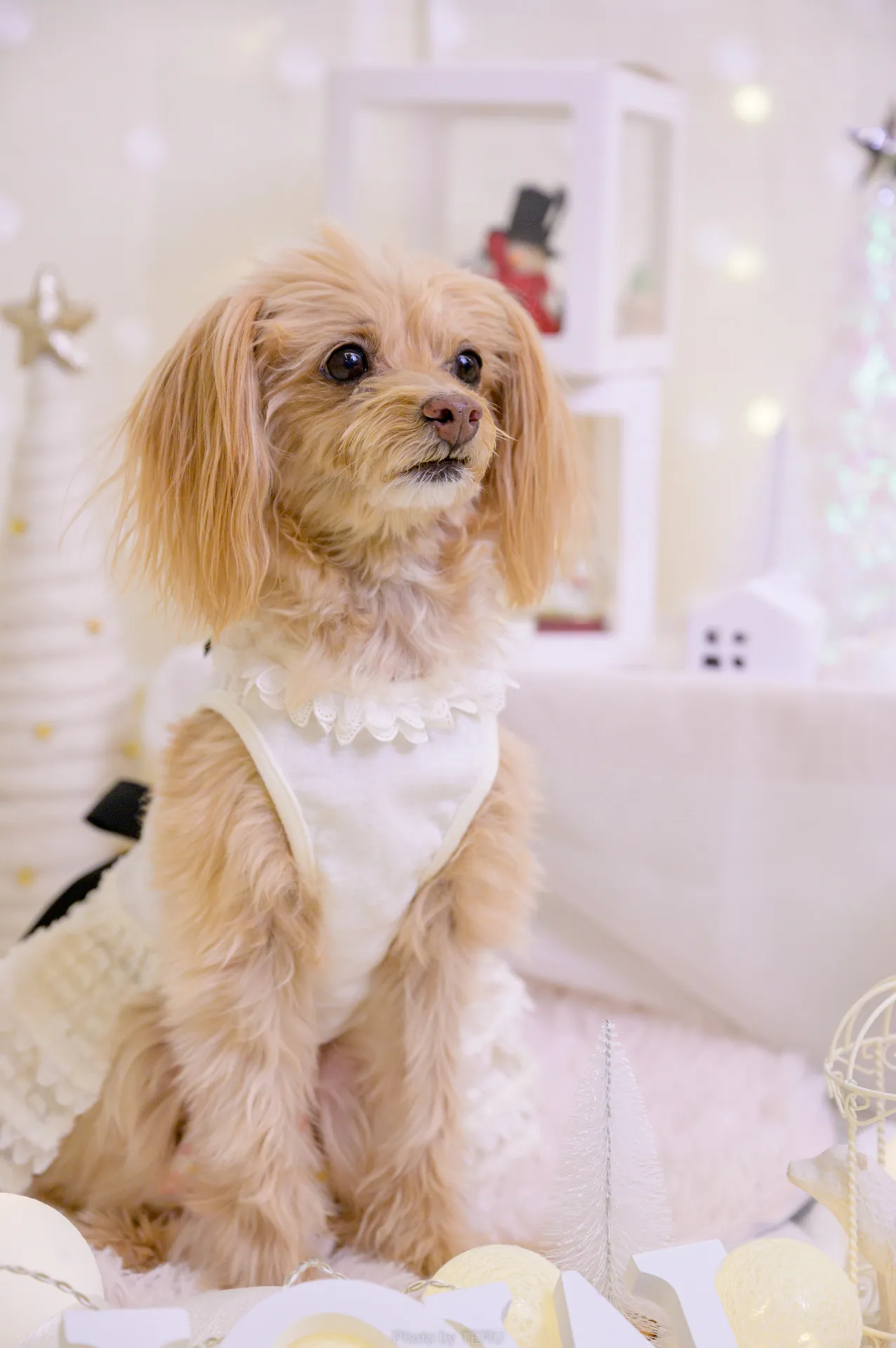 【ペットの撮影会】スタジオ撮影|豊田市の動画制作専門所
